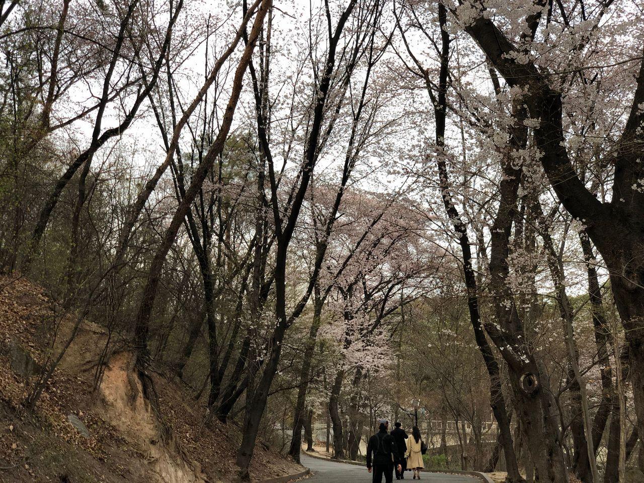 Take a walk on Kyung Hee campus with European architecture and cherry blossoms